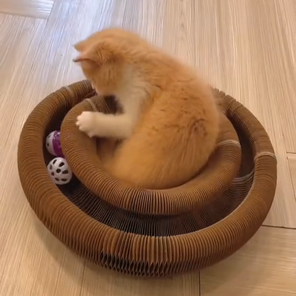 Cat playing with a ball inside a Magic Cat Toy on a wooden floor