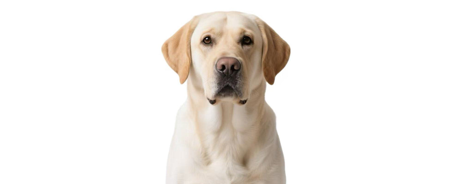 Yellow Labrador Retriever on a white background
