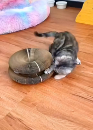 Cat playing with a Cat scratch toy on a wooden floor
