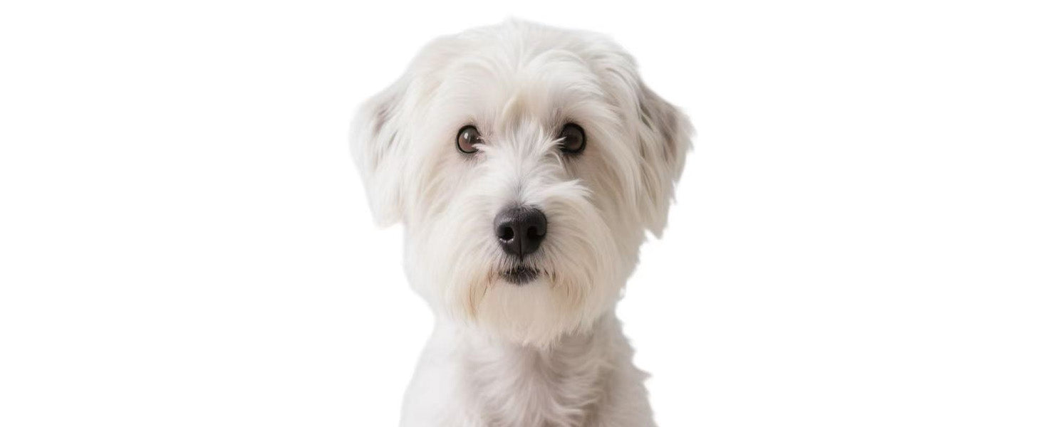 White dog with a black nose on a white background