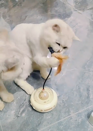 White cat playing with a UFO Cat Teaser Toy on a tiled floor