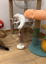 Two cats playing with a UFO Cat Teaser Toy on a wooden floor.