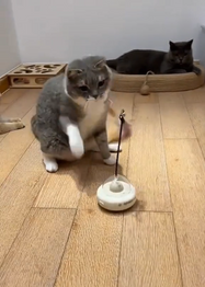Cat playing with a UFO Cat Teaser Toy on a wooden floor with another cat in the background.