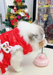 Cat in a red Christmas outfit with a small Christmas tree and calendar play with a UFO Cat Teaser Toy in the background