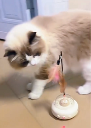 Cat playing with a UFO Cat Teaser Toy