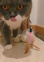 Cat playing with a toy on a tiled floor
