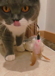Cat playing with a toy on a tiled floor