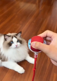 Cat looking at a Interactive red tail ball with a hand holding it on a wooden floor