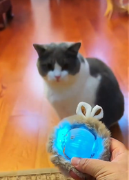 Cat looking at a glowing rolling toy held by a person on a wooden floor.