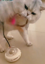 Cat playing with a UFO Cat Teaser Toy on a light-colored floor