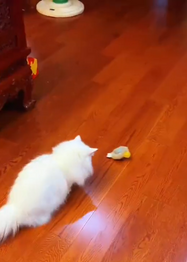 White cat playing with a rolling toy on a wooden floor