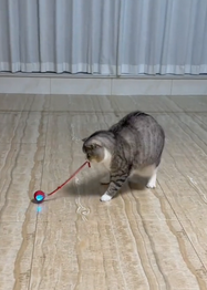 Cat playing with a toy on a wooden floor