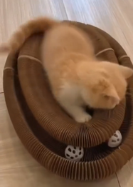 Cat playing with a Scratch Board cat Toy on a wooden floor