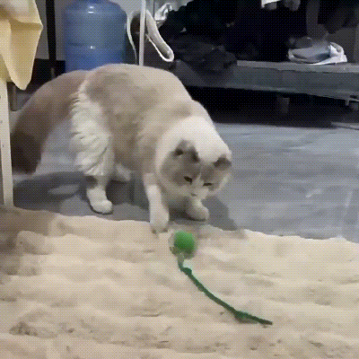 Petrical Interactive Pet Toy™