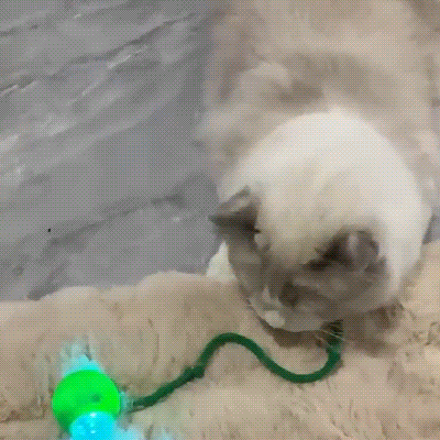 Petrical Interactive Pet Toy™