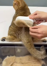 Person grooming a cat with a brush on a metal surface